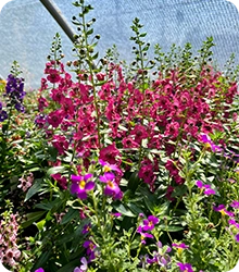 Annuals