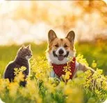 Cat and Dog