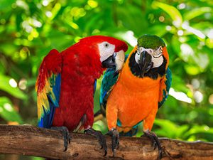 Exotic Birds