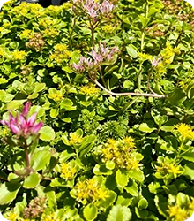 Ground Cover