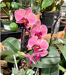 Indoor Plant