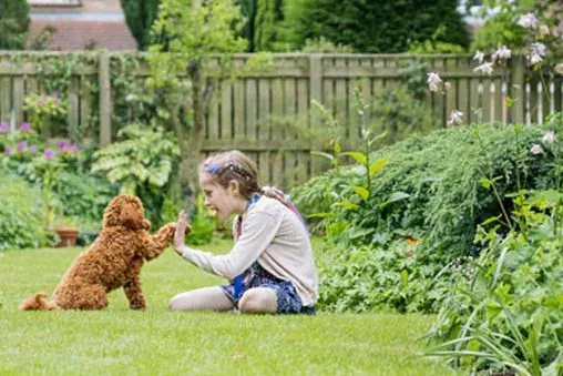 Kid playing with puppy