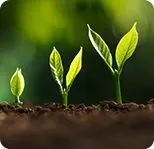 Little Plant