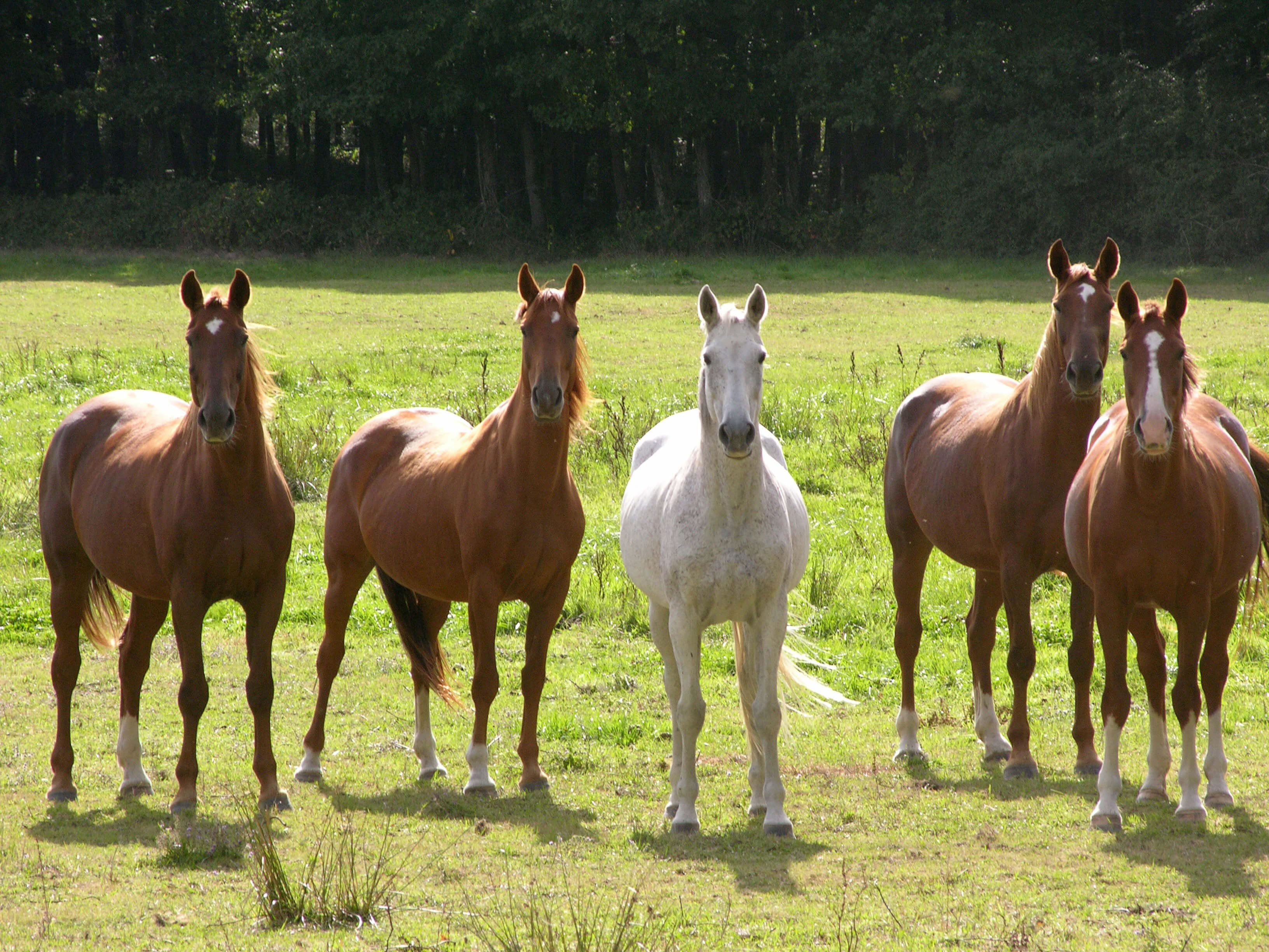 Horses in a Pasture