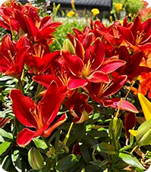 Perennials