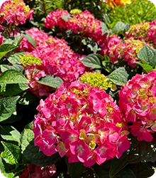 Shrubs