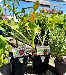 Veggies-Herbs