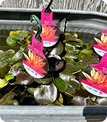 Water Plants