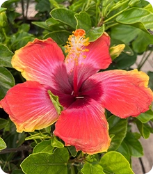 red flower