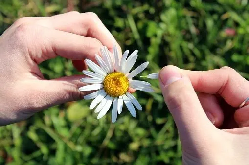 white flower