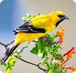 yellow bird